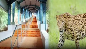 అలిపిరి సమీపంలో జింకను చంపిన చిరుత ..భయంతో భక్తులు