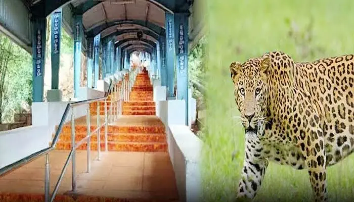 Alipiri: అలిపిరి సమీపంలో జింకను చంపిన చిరుత ..భయంతో భక్తులు