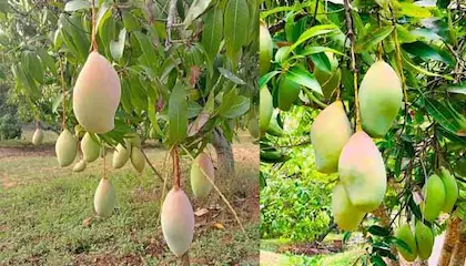 Vijayawada: తోతాపురి మామిడి రైతుకు భారీ ఊరట