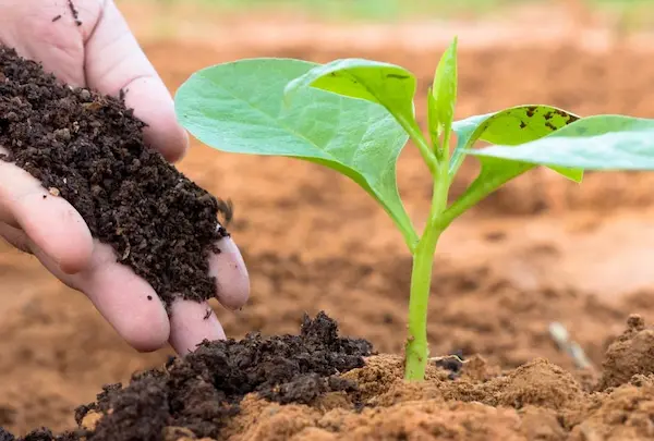 Fertilizers: పంటలకు ప్రాణం.. వర్షాలతో అన్నదాతల హర్షం