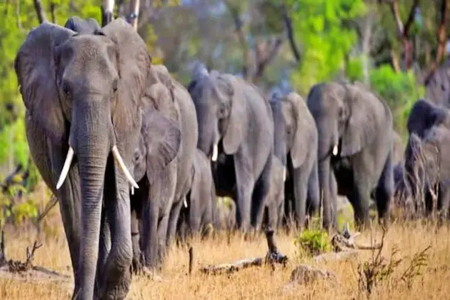 Tirumala: ఘాట్లో భక్తులను భయపెడుతున్న ఏనుగులు!