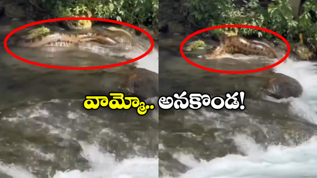 Anaconda : భారీ అనకొండ తోక పట్టుకుంటే ఏం జరిగిందో చూడండి..