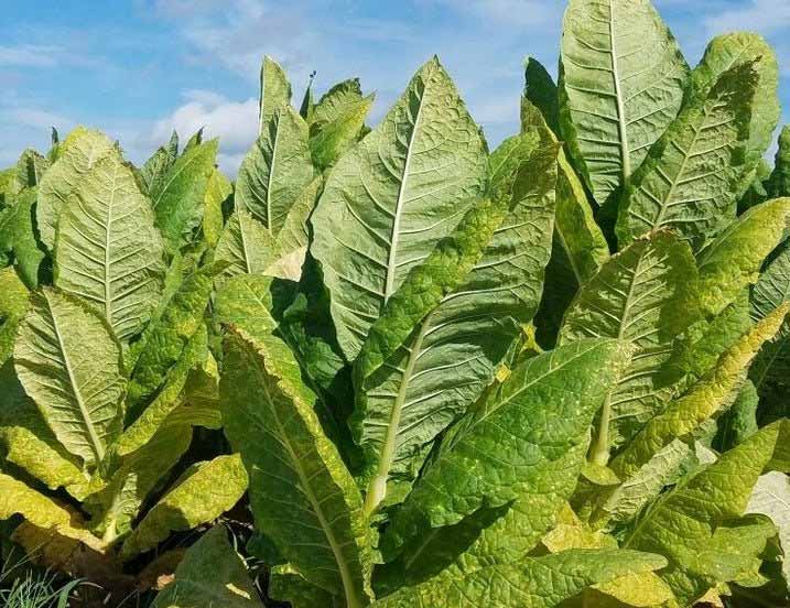 Burley Tobacco : ఆంధ్రప్రదేశ్‌లో ఊపందుకున్న బర్లీ పొగాకు కొనుగోళ్లు