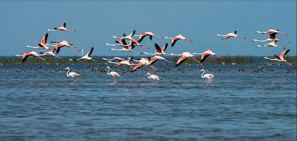 మనసు పరిమళించెనే..