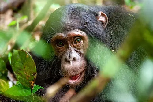 World Chimpanzee Day 2025: నేడు ప్రపంచ చింపాంజీ దినోత్సవం