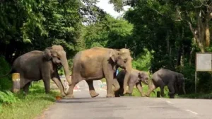 ఘాట్లో భక్తులను భయపెడుతున్న ఏనుగులు!