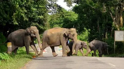 Tirumala: ఘాట్లో భక్తులను భయపెడుతున్న ఏనుగులు!
