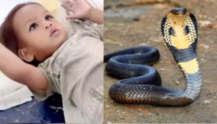 Govinda : నాగుపామును కొరికి చంపిన ఏడాది బాలుడు