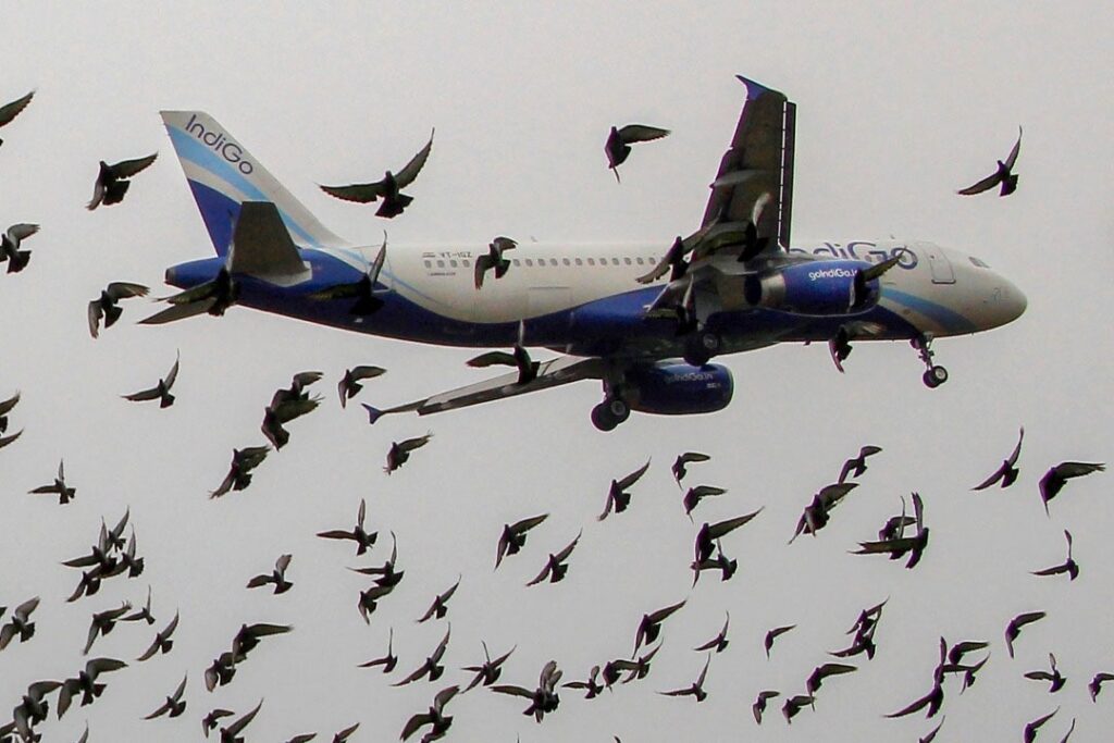 Hyderabad Airport : విమానాశ్రయాన్ని భయపెడుతున్న పక్షి తాకిడి