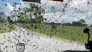 దక్షిణ కొరియాలో ‘లవ్ బగ్స్’ విజృంభణ…