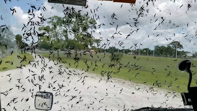 Love Bugs : దక్షిణ కొరియాలో ‘లవ్ బగ్స్’ విజృంభణ…