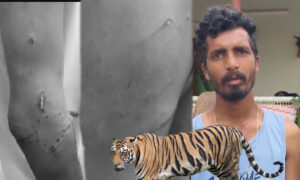 నంద్యాల జిల్లాలో పొలానికి వెళ్లిన యువకుడిపై పెద్దపులి దాడి