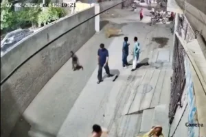 పాకిస్థాన్‌లో జనంపైకి దూకిన పెంపుడు సింహం