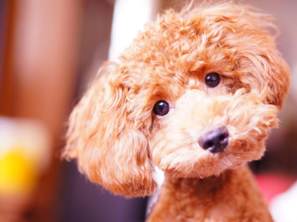 Pet dog : పెంపుడు కుక్కల పెంపకంపై సూరత్‌లో కఠిన ఆంక్షలు