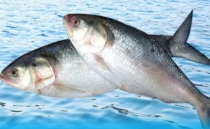 రూ.22 వేలు పలికిన పులస చేప!