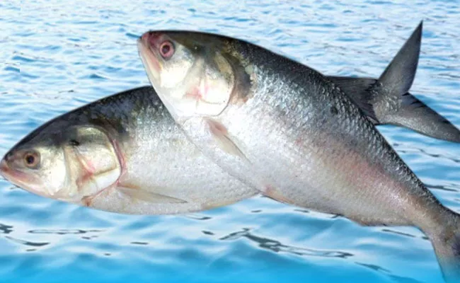 Pulasa Fish : రూ.22 వేలు పలికిన పులస చేప!