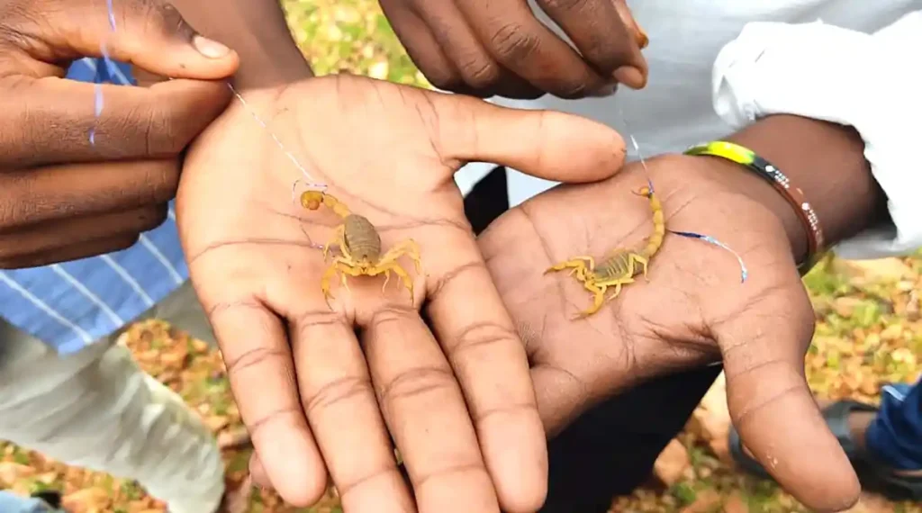 Festival: Scorpion Panchami celebrations at Kandukuru village 2025