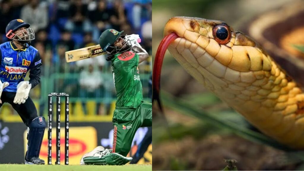 Sri Lanka Cricket : శ్రీలంక-బంగ్లాదేశ్ మ్యాచ్ లో పాము కలకలం…