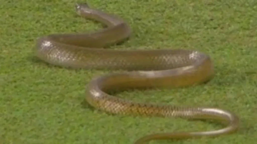 Sri Lanka Cricket : శ్రీలంక-బంగ్లాదేశ్ మ్యాచ్ లో పాము కలకలం…