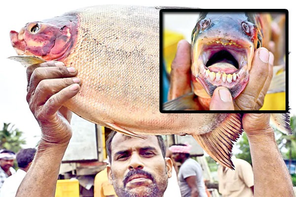 West Godavari : మనిషి పళ్లతో రూప్‌చంద్‌ చేప