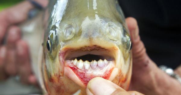 West Godavari : మనిషి పళ్లతో రూప్‌చంద్‌ చేప