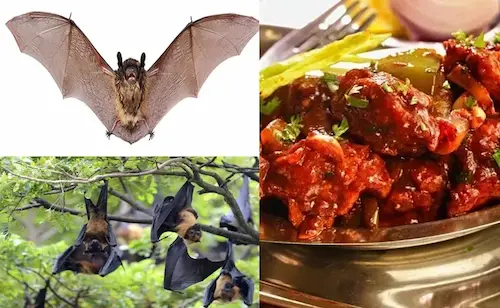 Chilli Chicken Scam: గబ్బిలాలతో ‘చిల్లీ చికెన్’ గుట్టురట్టు