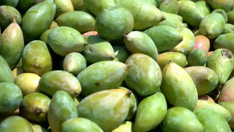 Vijayawada: తోతాపురి మామిడి రైతుకు భారీ ఊరట