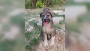 67 మందిని కాపాడిన కుక్క .. అసలు ఏంజరిగింది ?