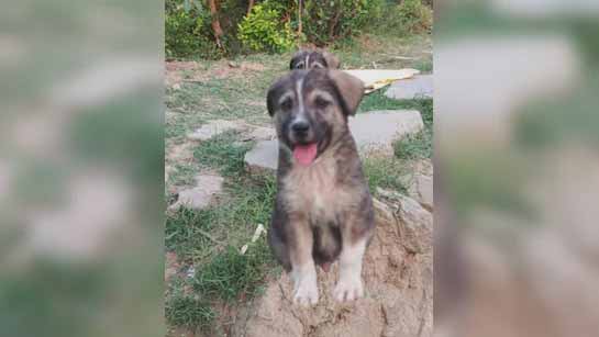 Dog Saves: 67 మందిని కాపాడిన కుక్క .. అసలు ఏంజరిగింది ?