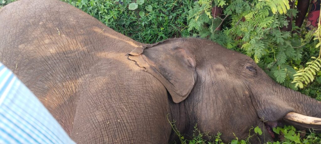 elephant death : వందేళ్లకు పైబడిన వత్సల అనే ఏనుగు మృతి