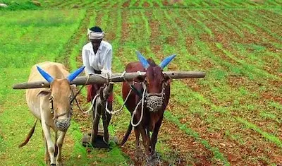 Delhi Rao: అన్నదాత సుఖీభవ, పిఎం కిసాన్ పథకం అర్హుల జాబితా సిద్ధం

