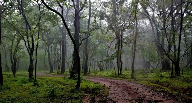 ప్లాంటేషన్ పోడులో ఘర్షణ..ఫోరెస్టు వర్సెస్ పోడుదారులు 