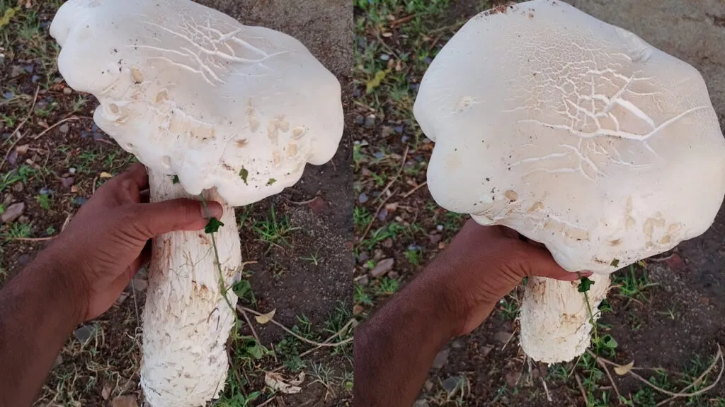 Giant mushroom weighing 1.76 kg in Kadapa field
