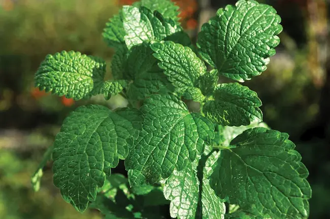  Mint Leaves Benifits: ఉదయాన్నే పుదీనా ఆకుల‌ను తింటే  ఎన్నోలాభాలు 