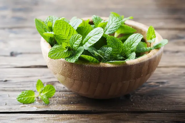  Mint Leaves Benifits: ఉదయాన్నే పుదీనా ఆకుల‌ను తింటే  ఎన్నోలాభాలు 