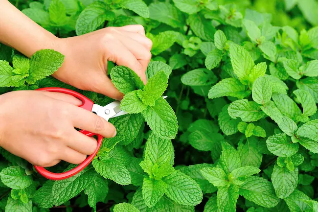 Mint Leaves Benifits: ఉదయాన్నే పుదీనా ఆకుల‌ను తింటే ఎన్నోలాభాలు