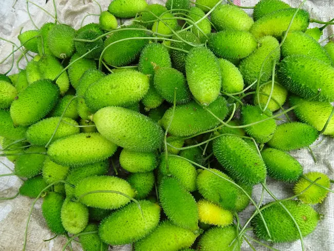 Spiny Gourd: ఈ సీజన్లో లభించే అడవి కాకర ఆరోగ్యానికి మంచిది.