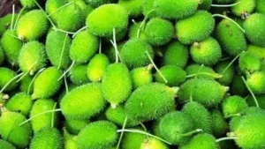 ఈ సీజ‌న్‌లో లభించే అడవి కాక‌ర ఆరోగ్యానికి మంచిది