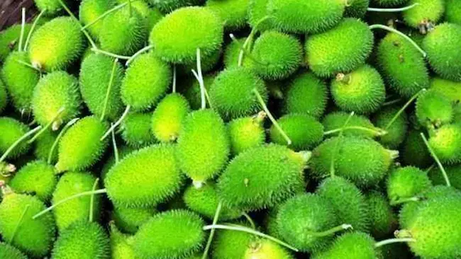 Spiny Gourd: ఈ సీజన్లో లభించే అడవి కాకర ఆరోగ్యానికి మంచిది.