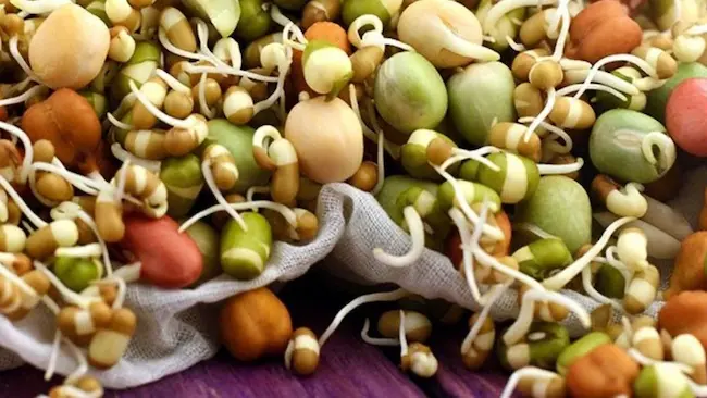 Sprouts :వర్షాకాలంలో మొలకలు పచ్చిగ్గా తింటే ఏమవుతుందో తెలుసా..