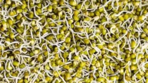 వర్షాకాలంలో మొలకలు పచ్చిగ్గా తింటే ఏమవుతుందో తెలుసా..