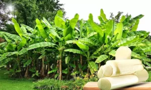 అర‌టి కాడ‌ల‌తో ఎన్ని ప్రయోజనాలో తెలుసా..