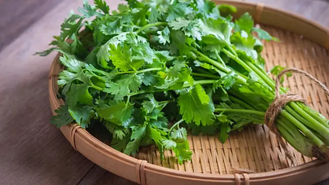 Coriander Leaves Benifits: కొత్తిమీరను రోజూ తింటే ఎన్ని ప్రయోజనాలో తెలుసా..