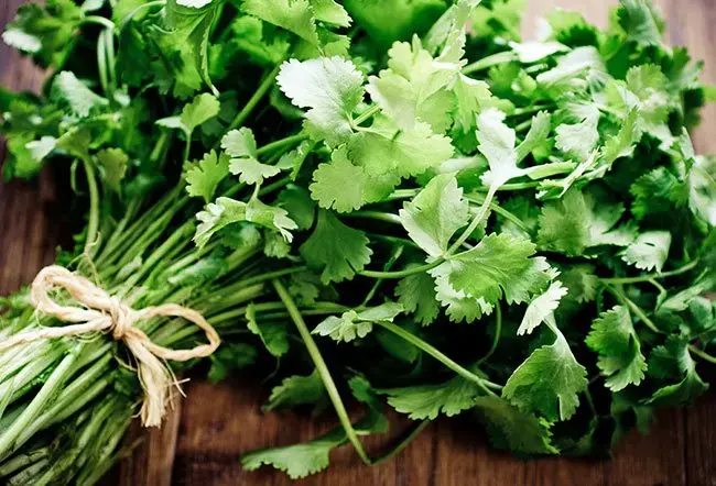 Coriander Leaves Benifits: కొత్తిమీరను రోజూ తింటే ఎన్ని ప్రయోజనాలో తెలుసా..