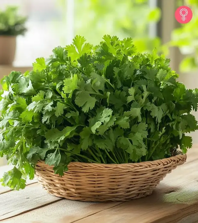 Coriander Leaves Benifits: కొత్తిమీరను రోజూ తింటే ఎన్ని ప్రయోజనాలో తెలుసా..