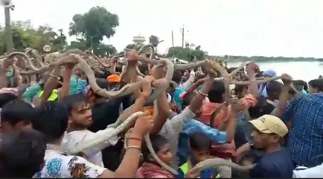  Snake Festival:  బాబోయ్  పాముల పండుగనంటా.. చూద్దాం రండి  