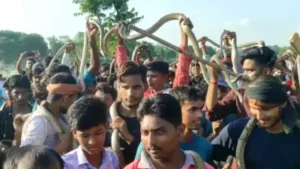 బాబోయ్ పాముల పండుగనంటా.. చూద్దాం రండి