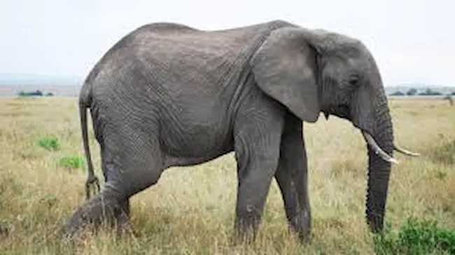  Elephant : ఏనుగు దాడిలో మల్టీ మిలియనీర్‌ మృతి