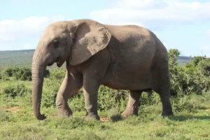 ఏనుగు దాడిలో మల్టీ మిలియనీర్‌ మృతి