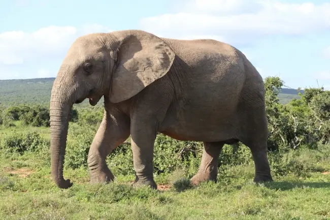 Elephant : ఏనుగు దాడిలో మల్టీ మిలియనీర్‌ మృతి